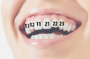 нумерация зубов в стоматологии фото