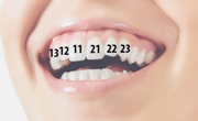 нумерация зубов в стоматологии