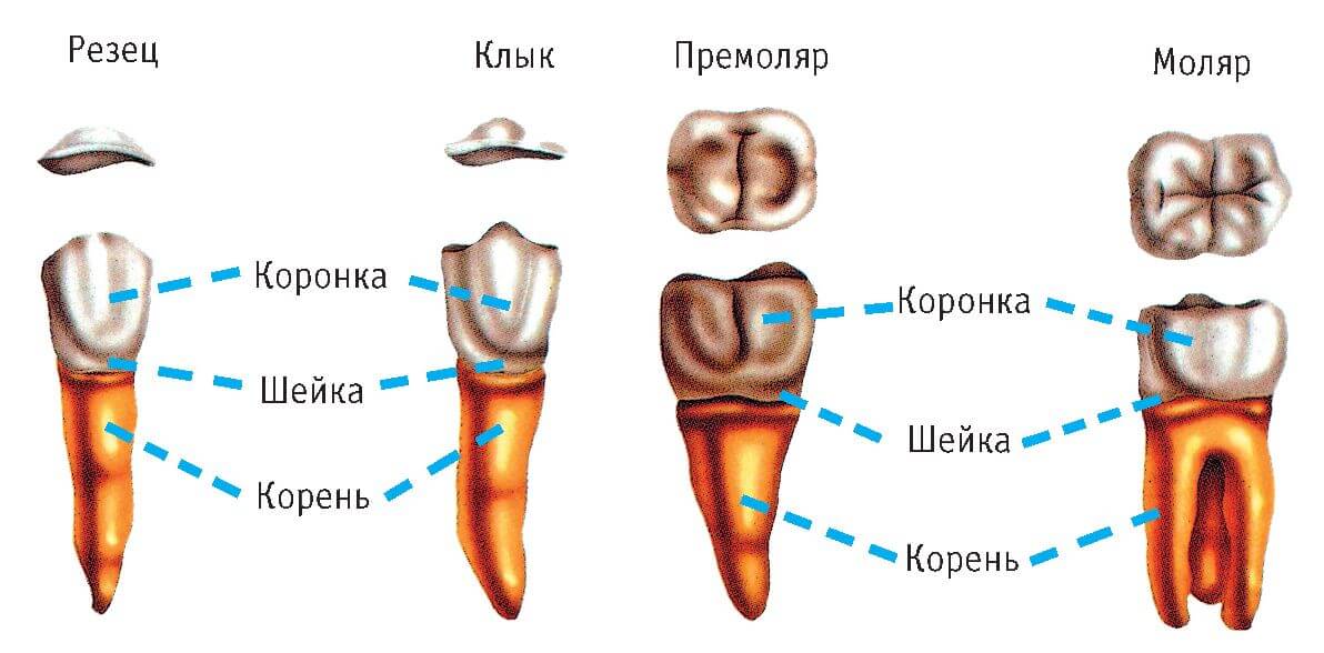 строение зуба у человека