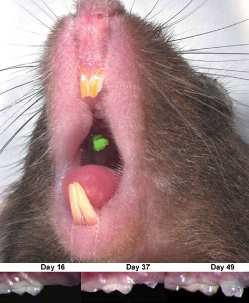 Результаты выращивания зуба у крысы