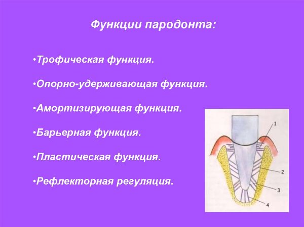 Биологические функции пародонта