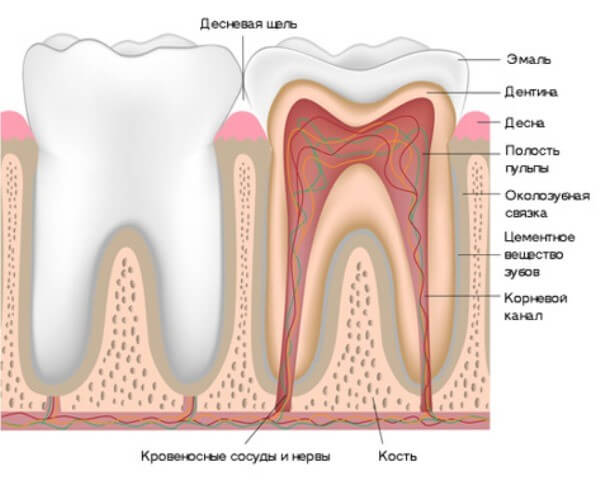 Что такое каналы зуба